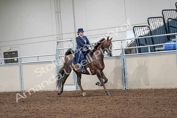 2020 - AB Morgan Horse - Fri, Sept 04 - 08068