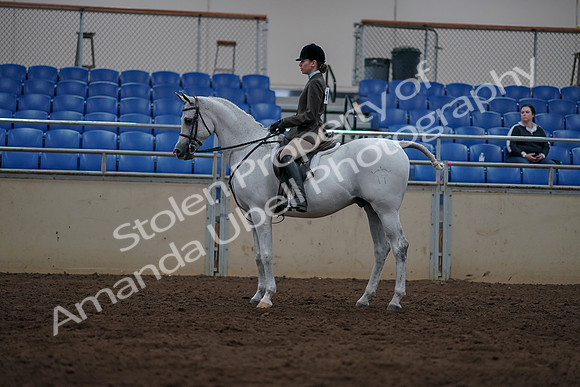 2019 Morgan Horse Show - Sept 01, 2019 - 08765