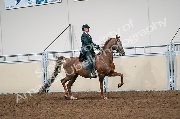 2020 - AB Morgan Horse - Fri, Sept 04 - 08100