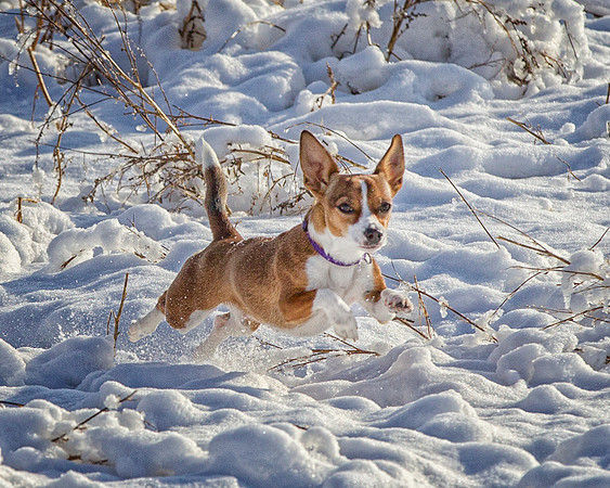 Dogs and Cats - 040