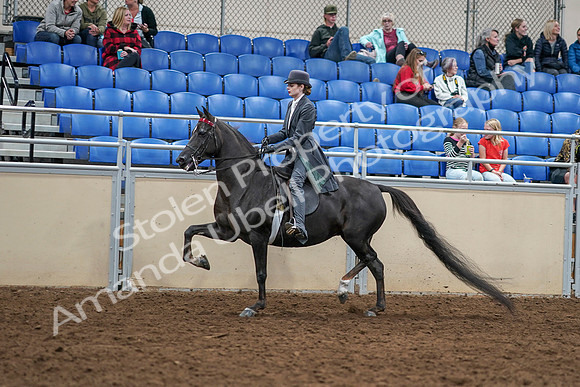 2020 - AB Morgan Horse - Sat, Sept 05 - 13729