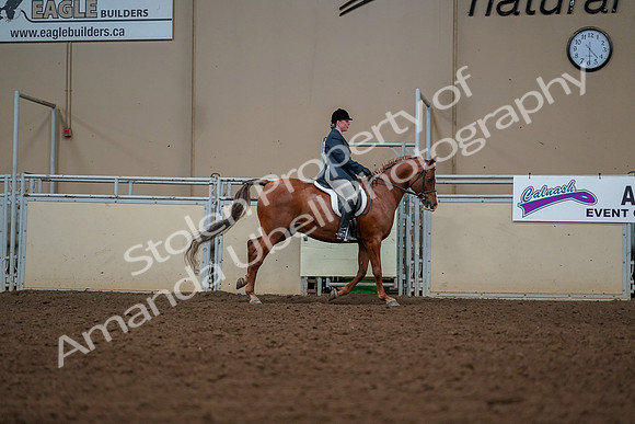 2019 Morgan Horse Show - Aug 30, 2019 - 22475