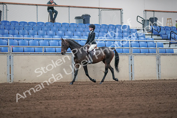 2019 Morgan Horse Show - Sept 01, 2019 - 03650