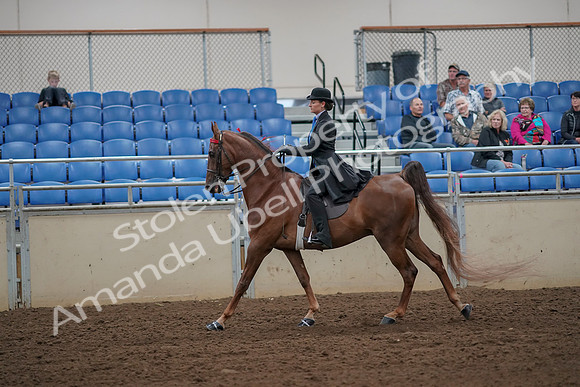 2019 Morgan Horse Show - Aug 30, 2019 - 25201