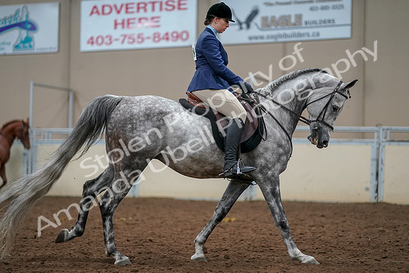 2019 Morgan Horse Show - Aug 30, 2019 - 22460
