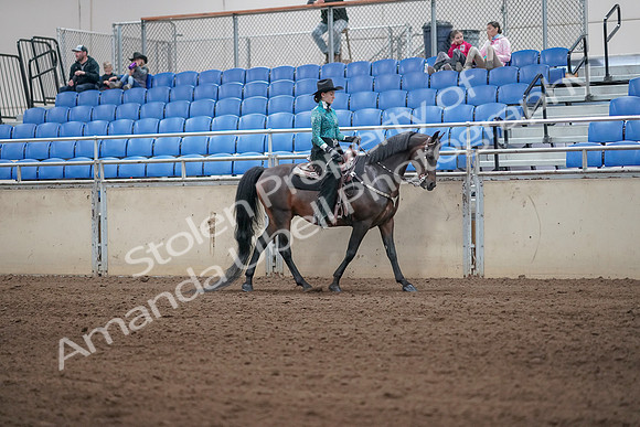 2019 Morgan Horse Show - Sept 01, 2019 - 07097