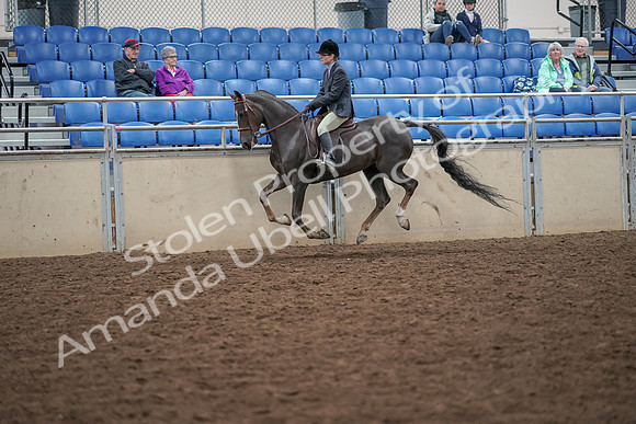 2019 Morgan Horse Show - Aug 30, 2019 - 20484