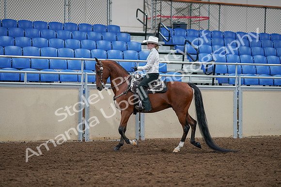 2020 - AB Morgan Horse - Fri, Sept 04 - 03483