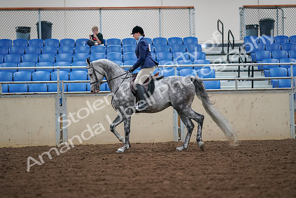 2019 Morgan Horse Show - Aug 30, 2019 - 16215