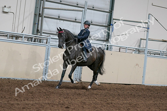 2020 - AB Morgan Horse - Fri, Sept 04 - 02999