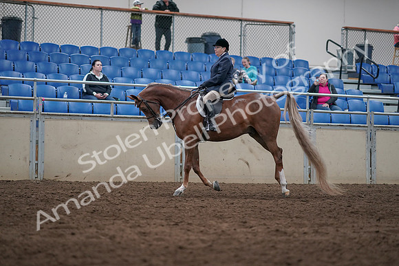 2019 Morgan Horse Show - Sept 01, 2019 - 08668