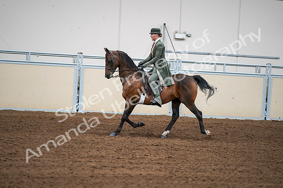 2020 - AB Morgan Horse - Fri, Sept 04 - 03301