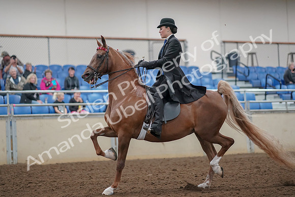 2019 Morgan Horse Show - Aug 30, 2019 - 24987