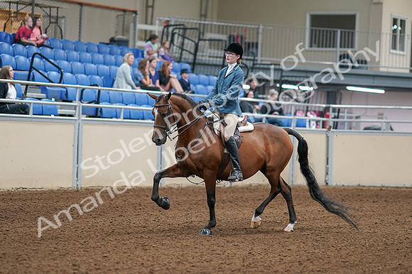 2020 - AB Morgan Horse - Fri, Sept 04 - 03957