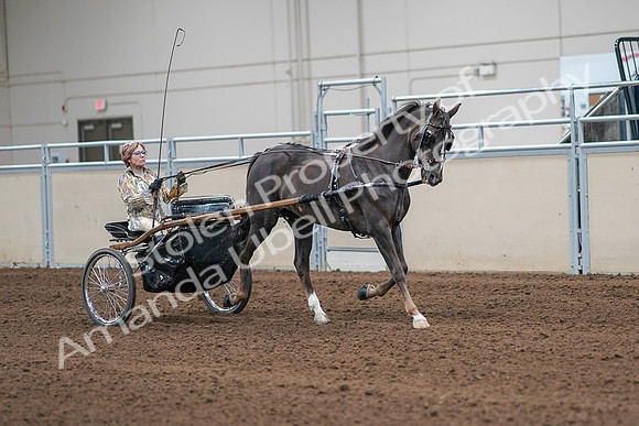 2020 - AB Morgan Horse - Sat, Sept 05 - 05926