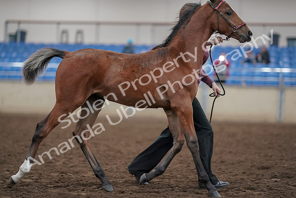 2019 Morgan Horse Show - Aug 31, 2019 - 00469