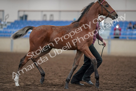 2019 Morgan Horse Show - Aug 31, 2019 - 00468