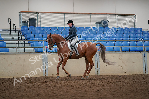 2019 Morgan Horse Show - Aug 30, 2019 - 22400