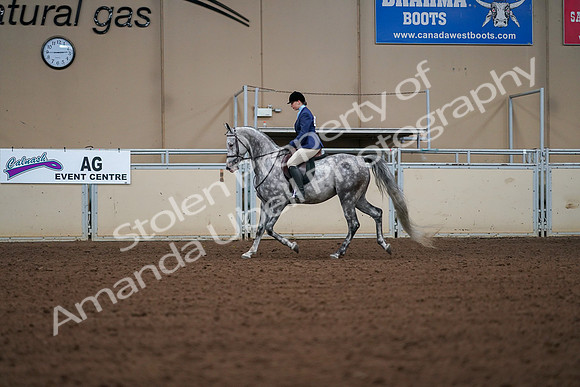 2019 Morgan Horse Show - Aug 30, 2019 - 16136