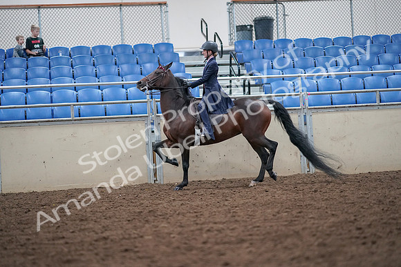 2019 Morgan Horse Show - Aug 30, 2019 - 17805
