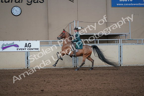 2019 Morgan Horse Show - Sept 01, 2019 - 13248
