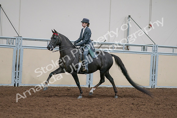 2020 - AB Morgan Horse - Sat, Sept 05 - 13642