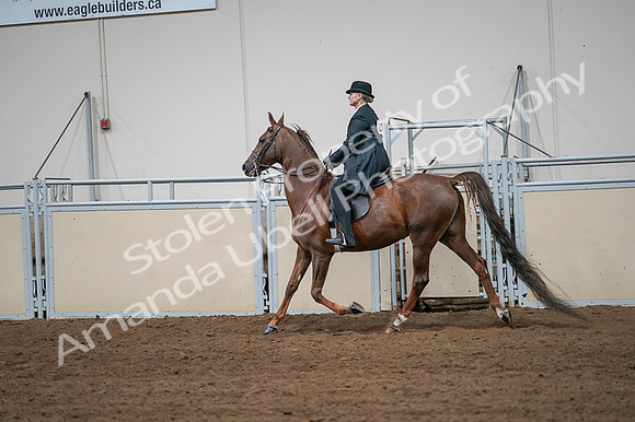 2020 - AB Morgan Horse - Fri, Sept 04 - 07998