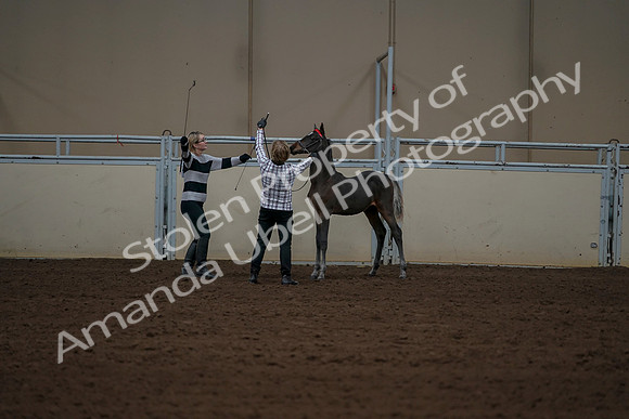 2019 Morgan Horse Show - Aug 30, 2019 - 24924