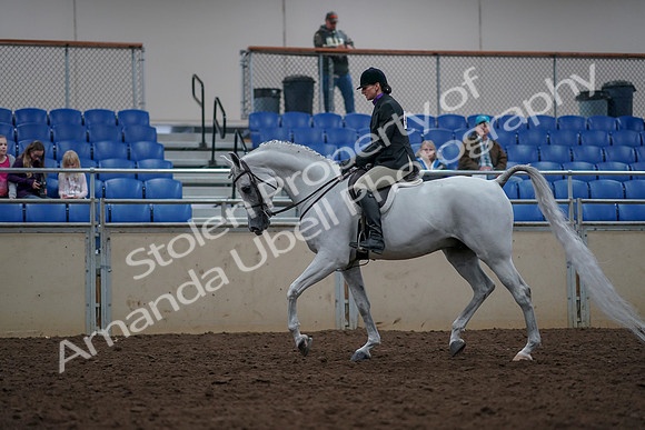 2019 Morgan Horse Show - Aug 31, 2019 - 15907