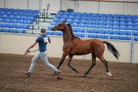 2020 - AB Morgan Horse - Sat, Sept 05 - 00538
