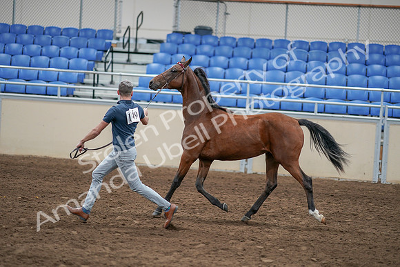 2020 - AB Morgan Horse - Sat, Sept 05 - 00538