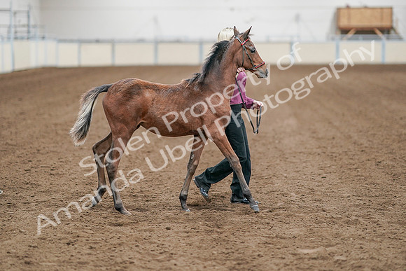 2020 - AB Morgan Horse - Sat, Sept 05 - 00510