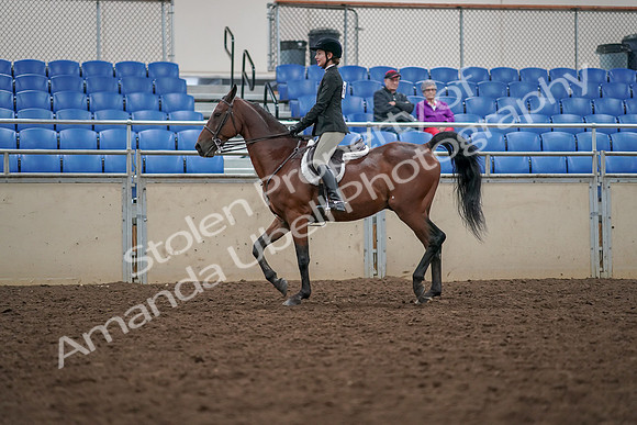 2019 Morgan Horse Show - Aug 30, 2019 - 20262