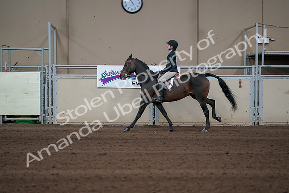 2019 Morgan Horse Show - Sept 01, 2019 - 03785
