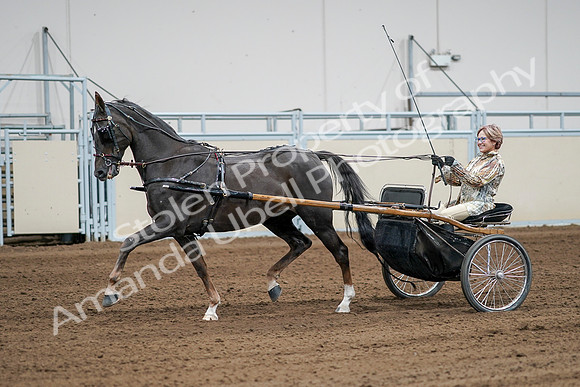 2020 - AB Morgan Horse - Sat, Sept 05 - 06014