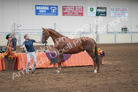 2020 - AB Morgan Horse - Sat, Sept 05 - 00224