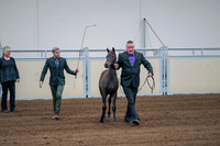 2020 - AB Morgan Horse - Fri, Sept 04 - 06187