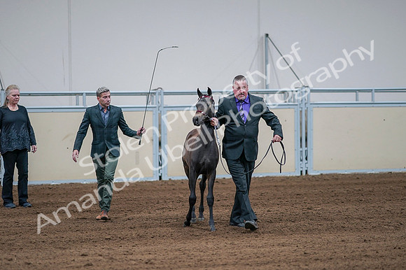 2020 - AB Morgan Horse - Fri, Sept 04 - 06187
