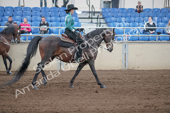 2019 Morgan Horse Show - Sept 01, 2019 - 07034