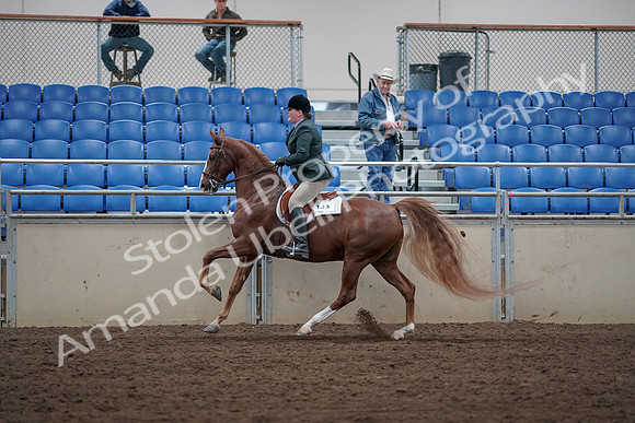 2019 Morgan Horse Show - Sept 01, 2019 - 12328