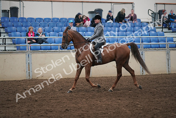 2019 Morgan Horse Show - Aug 31, 2019 - 13778