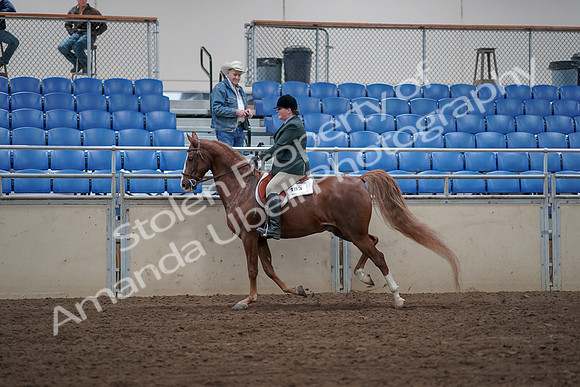 2019 Morgan Horse Show - Sept 01, 2019 - 12322