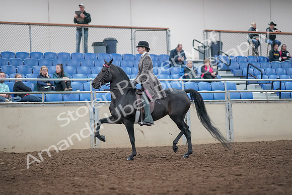 2019 Morgan Horse Show - Aug 31, 2019 - 08500