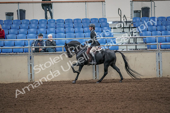 2019 Morgan Horse Show - Aug 31, 2019 - 05068