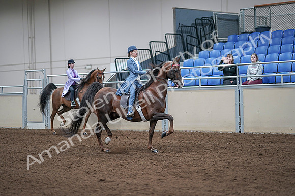 2020 - AB Morgan Horse - Fri, Sept 04 - 05049