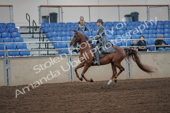 2019 Morgan Horse Show - Aug 30, 2019 - 15565
