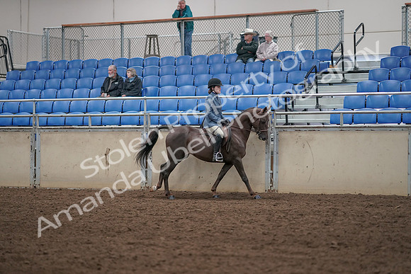2019 Morgan Horse Show - Aug 31, 2019 - 07485