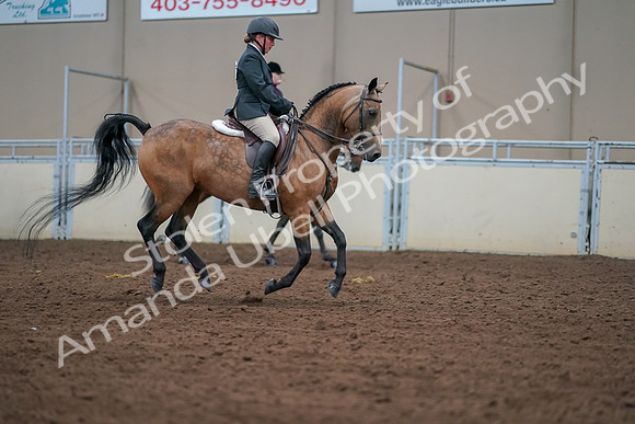 2019 Morgan Horse Show - Aug 30, 2019 - 21065