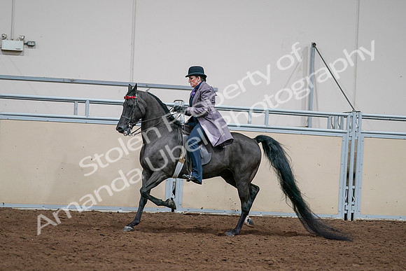 2020 - AB Morgan Horse - Sat, Sept 05 - 13715