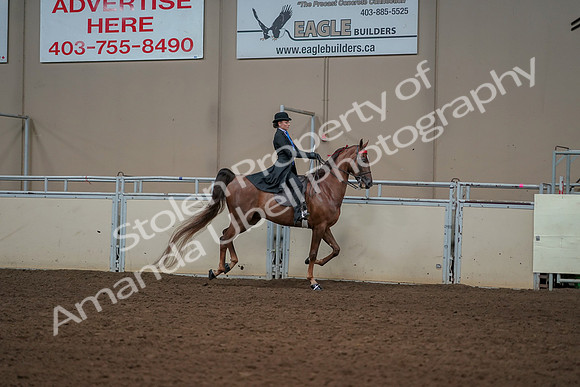 2019 Morgan Horse Show - Aug 30, 2019 - 25314